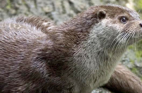 Otters return to Lakeside for the winter