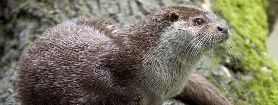 Otters return to Lakeside for the winter